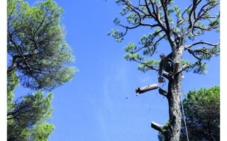 Climate Crisis Threatens Lebanon's Pine Forests and Economy