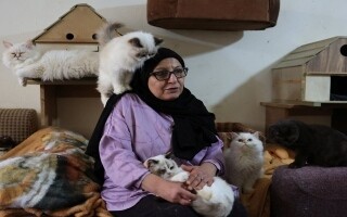 Lebanese Woman Turns Home into Cat Shelter After 12 Years of Rescues